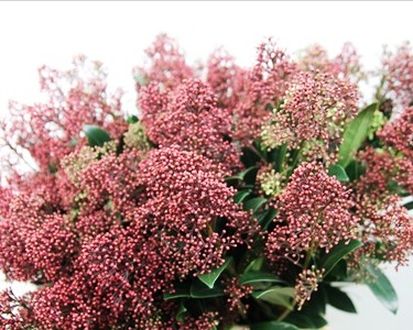 SKIMMIA RUBELLA